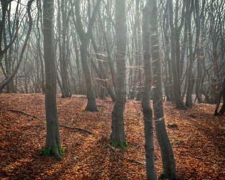Foggy fall forest photo, autumn forest and colourful tree leaves