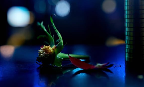 rose without petals. Empty rose inflorescence. On the blue table with a side. High quality photo