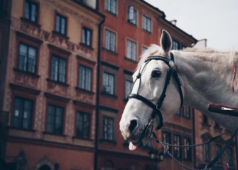 Horse Sticking Out Its Tongue in The Old Town, Warsaw, Poland.