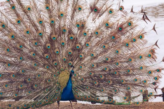 Peacock in Lazienki or Royal Baths park in Warsaw in Poland