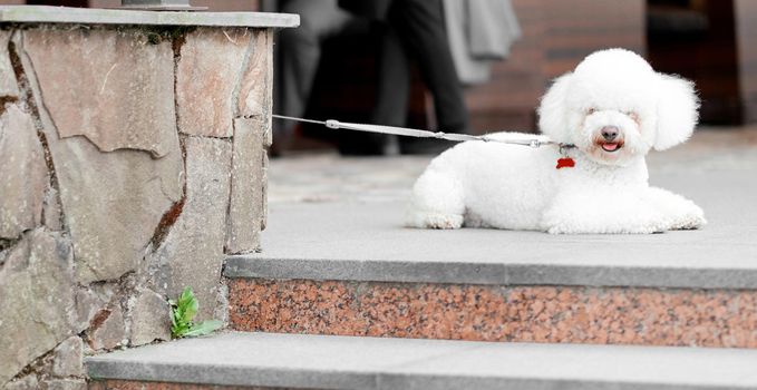 French bologna lies on the steps on a leash and looks at the photographer . High quality photo
