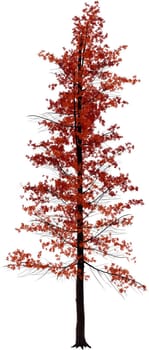 A tree standing alone on a white background.Texture or background