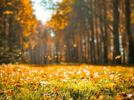 Autumn park. Beautiful romantic alley in park with colorful trees and sunlight. Autumn natural background. Falling foliage, fall trail landscape. Copy space for text