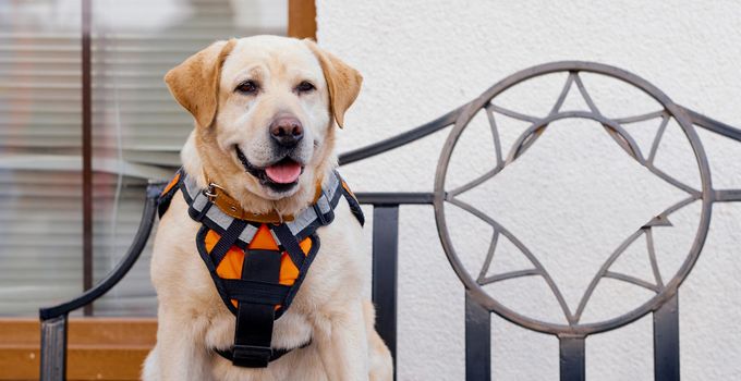 Dog Labrador FEMA in a special orange vest sits and looks into the camera. High quality photo