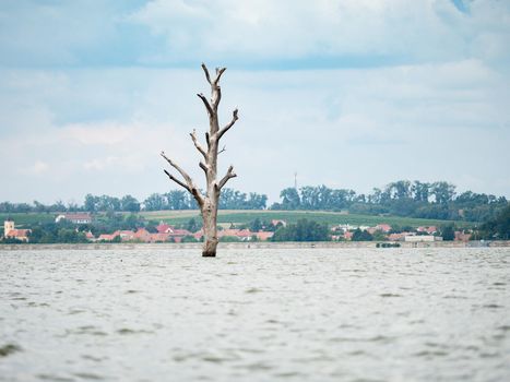 The island with the old dry tree sticking up in the middle of the lake. Landscape under Palava. Czech Republic - South Moravian Region wine region. 