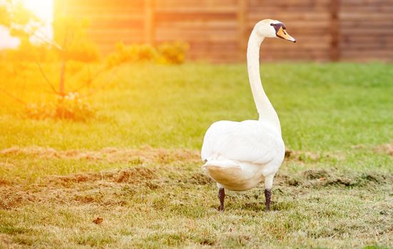 Proud white swan looks to the side standing with its backs on the mown grass on the lawn . High quality photo