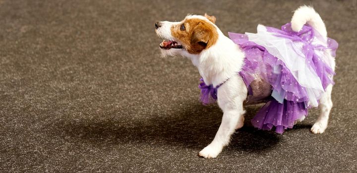 Funny dog looking with interest and wearing a purple dress . High quality photo