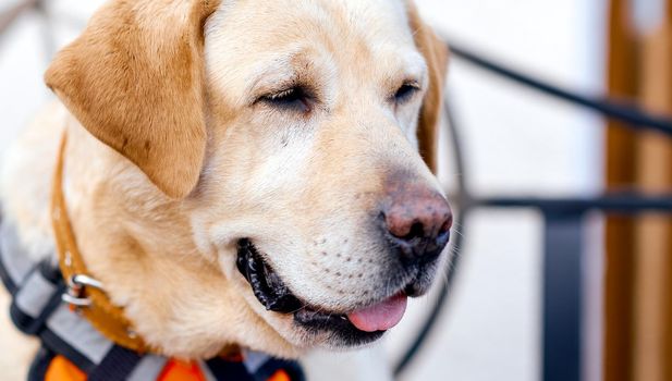 Labrador sticking out his tongue looks to the side as if with a smile . High quality photo