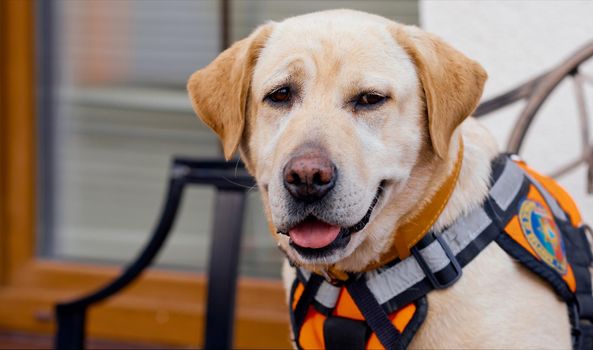 Labrador in a special vest winks his eye out with his tongue . High quality photo