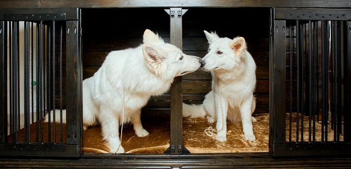 two White Swiss Shepherds siting in special opened cage for dogs and kissing . High quality photo