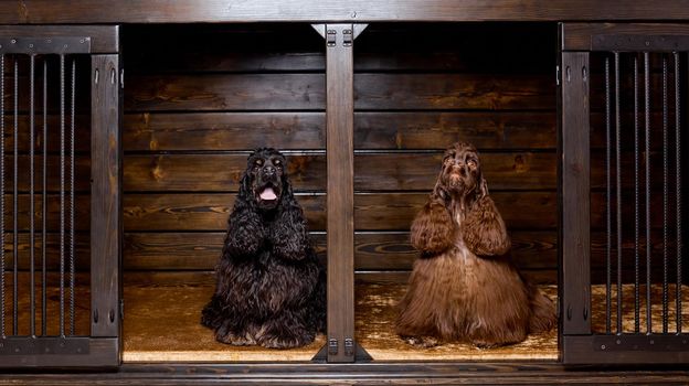 portrait of two nice american cocker spaniels in nice dog house. High quality photo