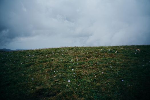 Field flowers mountains travel adventure nature. High quality photo