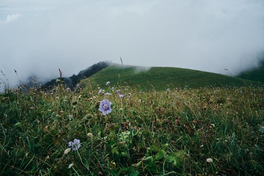 Field flowers mountains travel adventure nature. High quality photo