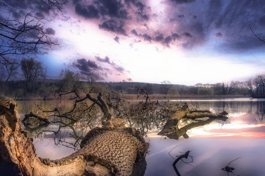 Overturned tree trunk in an idyllic purple landscape atmosphere