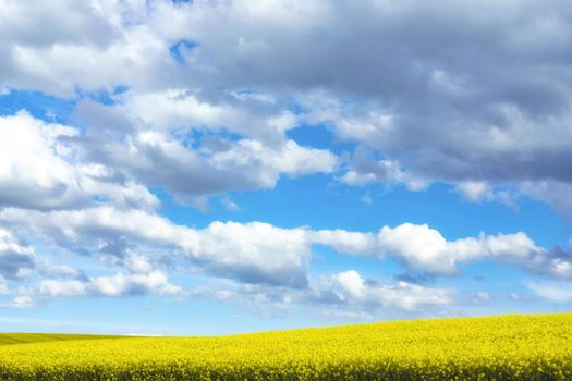 Rapeseed field under a cloudy blue sky
