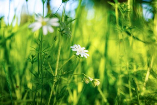 Close up of a white daisy in the summer in the meadow