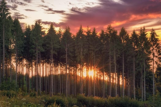 Sunset behind a row of trees in the middle of the forest with a colorful sky