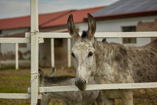 Donkey in the farm enclosure in summer time