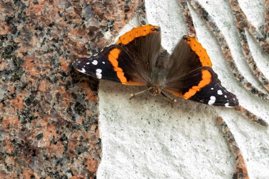 Beautiful Black, orange and white butterfly closeup in the park Kansas . High quality photo