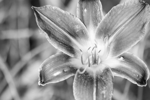 Close up of full blooming day lilies Black and white photo. High quality photo