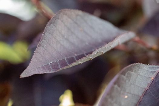 Close up of Purple leafs on a Redbud tree in Kansas. High quality photo