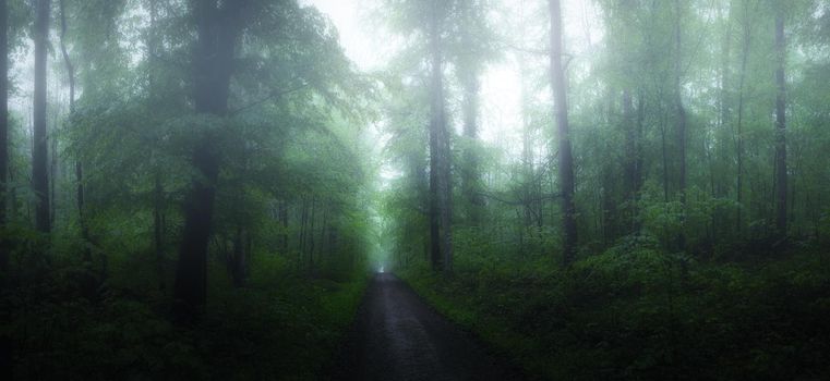 Dark mystical atmosphere in the forest in the morning