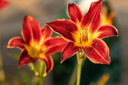 Close up of full blooming day lilies pinkish orange . High quality photo