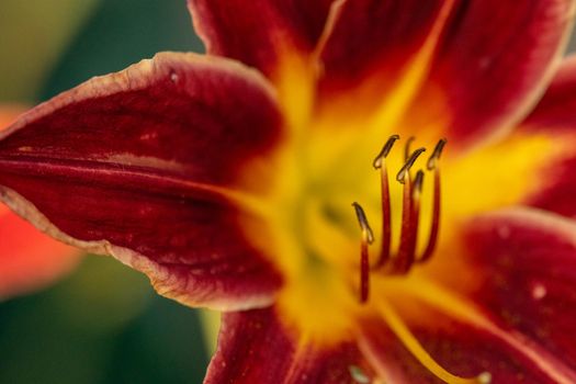 Close up of full blooming day lilies pinkish orange . High quality photo