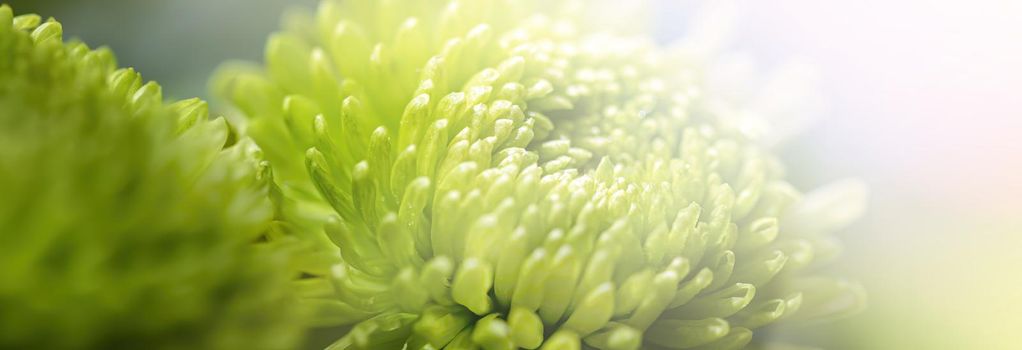 Floral background. Close-up of green dahlia in sunlight