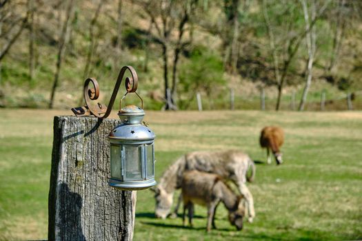 Vintage field farm lamp lantern on wood fence with donkey goat animals browse grass