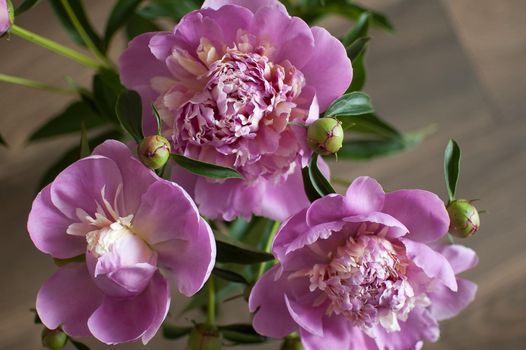 Close up of bouquet of fresh pink peonies, seasonal concept.