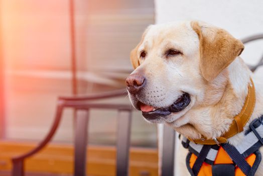 Labrador sits on a bench looking with interest aside . High quality photo