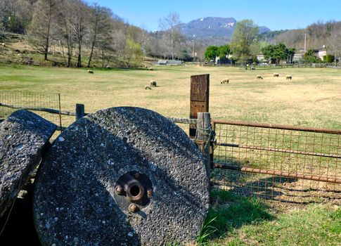old millstone and sheep animals browse grass in a sunny day