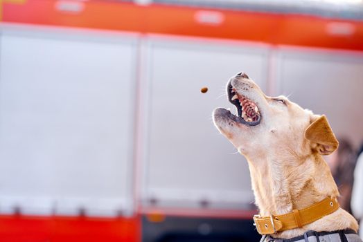 Labrador catches food in flight in the air for frozen moment. High quality photo