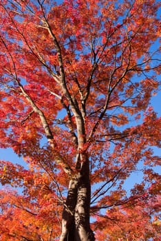 colorful autumn leaves, red maple leaves