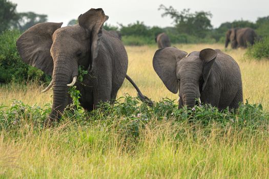 African elephant (Loxodonta africana), Queen Elizabeth National Park, Uganda