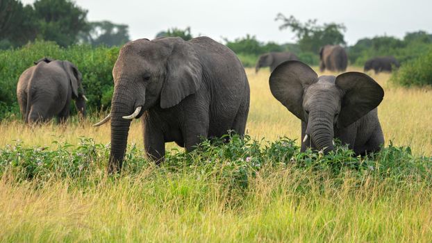 African elephant (Loxodonta africana), Queen Elizabeth National Park, Uganda