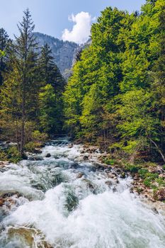 Cold mountain stream coming from Savica waterfall, river Sava near lake Bohinj, Slovenian Alps, Slovenia. The Sava Bohinjka is a headwater of the Sava River in northwestern Slovenia.