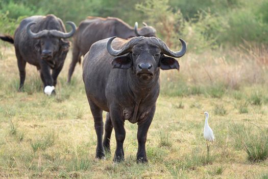 African buffalo (Syncerus caffer), National Parks of Uganda