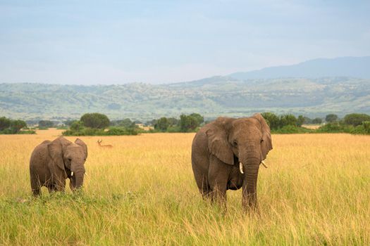 African elephant (Loxodonta africana), Queen Elizabeth National Park, Uganda