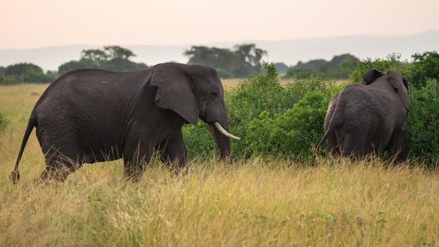 African elephant (Loxodonta africana), Queen Elizabeth National Park, Uganda