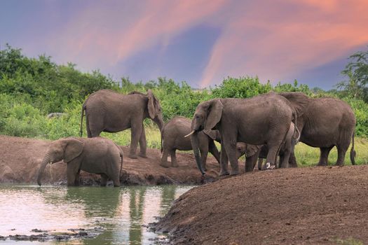 African elephant (Loxodonta africana), Queen Elizabeth National Park, Uganda