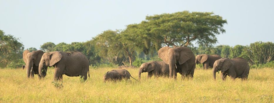 African elephant (Loxodonta africana), Queen Elizabeth National Park, Uganda