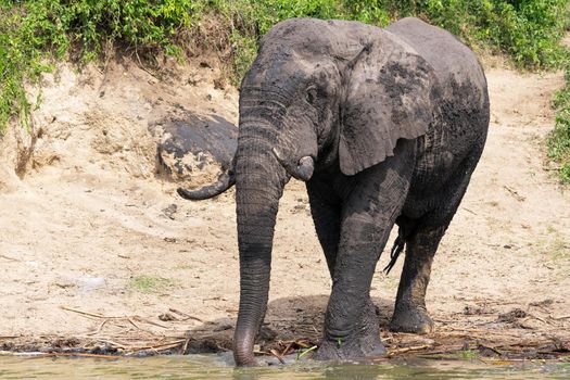 African elephant (Loxodonta africana), Kazinga Channel, Uganda