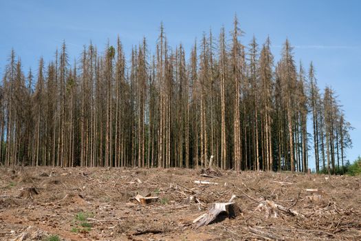 Panoramic image of dead forest, forest dieback in North Rhine Westphalia, Germany 