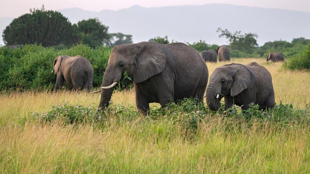 African elephant (Loxodonta africana), Queen Elizabeth National Park, Uganda