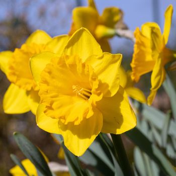 Daffodil (Narcissus pseudonarcissus), flowers of springtime