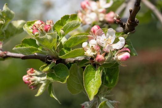 Apple tree (Malus domestica), blossoms of springtime