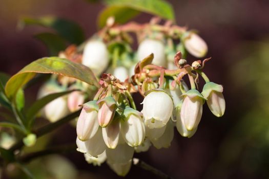Blossom of Blueberry (Vaccinium myrtillus)