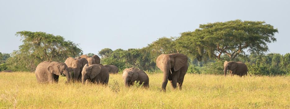 African elephant (Loxodonta africana), Queen Elizabeth National Park, Uganda